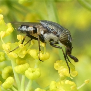 Stomorhina sp. (genus) at Charleys Forest, NSW - suppressed