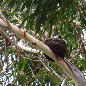 Grallina cyanoleuca (Magpie-lark) at Fyshwick, ACT by MB