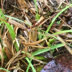 Acrida conica (Giant green slantface) at Lower Borough, NSW - 30 Nov 2024 by mcleana