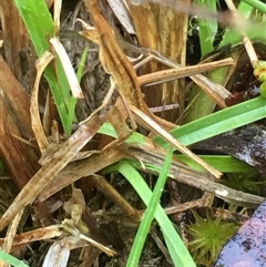 Acrida conica at Lower Borough, NSW - 30 Nov 2024