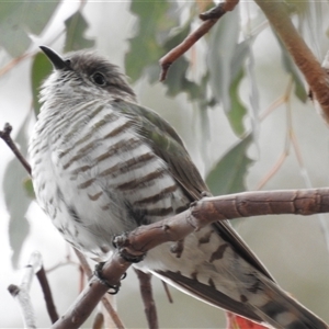 Chrysococcyx lucidus (Shining Bronze-Cuckoo) at Kambah, ACT by HelenCross