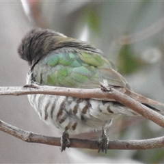 Chrysococcyx lucidus at Kambah, ACT - 29 Nov 2024