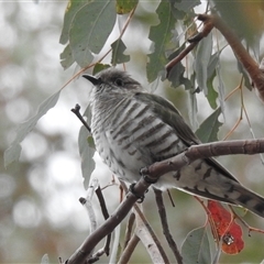 Chrysococcyx lucidus at Kambah, ACT - 29 Nov 2024