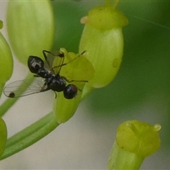 Parapalaeosepsis plebeia (Ant fly) at Charleys Forest, NSW - 30 Nov 2024 by arjay