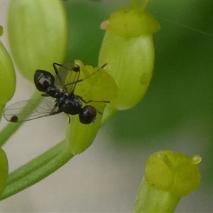 Parapalaeosepsis plebeia (Ant fly) at Charleys Forest, NSW by arjay