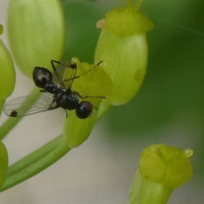 Parapalaeosepsis plebeia (Ant fly) at Charleys Forest, NSW - 30 Nov 2024 by arjay