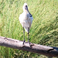 Platalea regia (Royal Spoonbill) at Monash, ACT - 2 Dec 2024 by MB