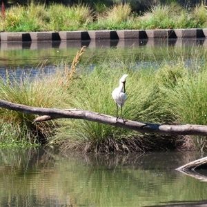 Platalea regia at Monash, ACT - 2 Dec 2024