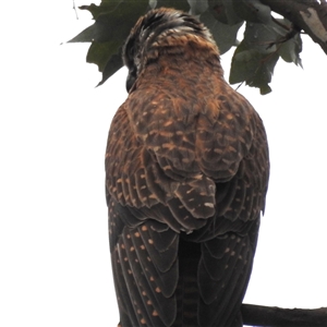 Falco berigora at Kambah, ACT by HelenCross