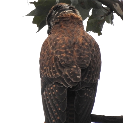 Falco berigora at Kambah, ACT - 30 Nov 2024 by HelenCross