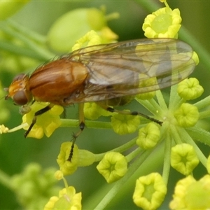 Lauxaniidae (family) at Charleys Forest, NSW - suppressed