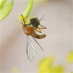 Empididae sp. (family) (Dance fly) at Charleys Forest, NSW - 30 Nov 2024 by arjay