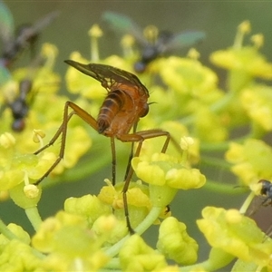 Empididae (family) at Charleys Forest, NSW - suppressed