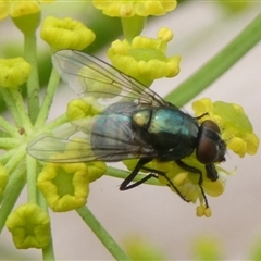 Calliphoridae (family) (Unidentified blowfly) at Charleys Forest, NSW - 30 Nov 2024 by arjay