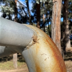 Dolophones sp. (genus) at Acton, ACT - 21 Aug 2024 09:47 AM