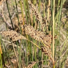 Juncus alexandri subsp. alexandri at Paddys River, ACT - 15 Aug 2024 by Tapirlord