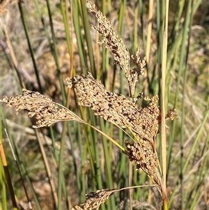 Juncus alexandri subsp. alexandri at Paddys River, ACT by Tapirlord