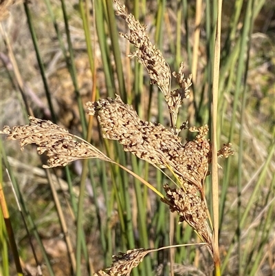 Juncus alexandri subsp. alexandri at Paddys River, ACT - 15 Aug 2024 by Tapirlord