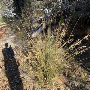 Juncus alexandri subsp. alexandri at Paddys River, ACT - 15 Aug 2024 02:45 PM