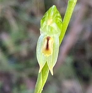 Bunochilus montanus (ACT) = Pterostylis jonesii (NSW) (Montane Leafy Greenhood) at Paddys River, ACT by Tapirlord