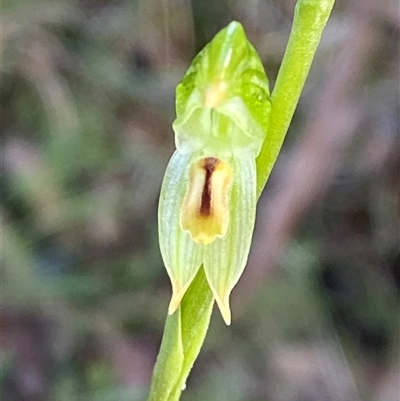 Bunochilus montanus (ACT) = Pterostylis jonesii (NSW) (Montane Leafy Greenhood) at Paddys River, ACT - 15 Aug 2024 by Tapirlord