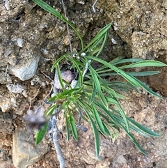 Calotis scabiosifolia var. integrifolia (Rough Burr-daisy) at Paddys River, ACT - 15 Aug 2024 by Tapirlord