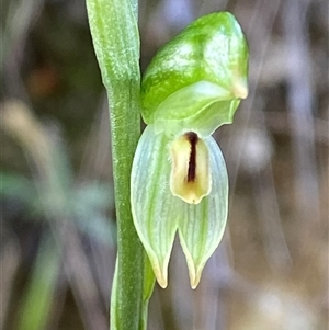 Bunochilus montanus (ACT) = Pterostylis jonesii (NSW) (Montane Leafy Greenhood) at Paddys River, ACT by Tapirlord