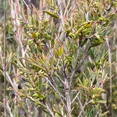 Monotoca scoparia (Broom Heath) at Paddys River, ACT - 15 Aug 2024 by Tapirlord