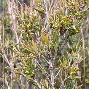 Monotoca scoparia (Broom Heath) at Paddys River, ACT by Tapirlord