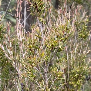 Monotoca scoparia at Paddys River, ACT - 15 Aug 2024 02:10 PM