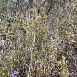 Monotoca scoparia at Paddys River, ACT - 15 Aug 2024 02:10 PM