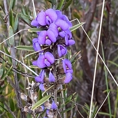 Hovea heterophylla (Common Hovea) at Paddys River, ACT - 15 Aug 2024 by Tapirlord