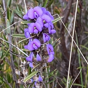 Hovea heterophylla (Common Hovea) at Paddys River, ACT by Tapirlord