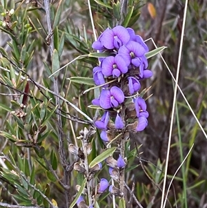 Hovea heterophylla at Paddys River, ACT - 15 Aug 2024 02:10 PM