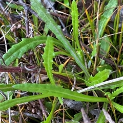 Senecio diaschides (Erect Groundsel) at Paddys River, ACT - 15 Aug 2024 by Tapirlord