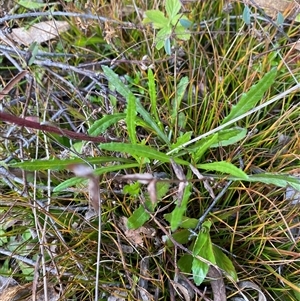 Senecio diaschides at Paddys River, ACT - 15 Aug 2024