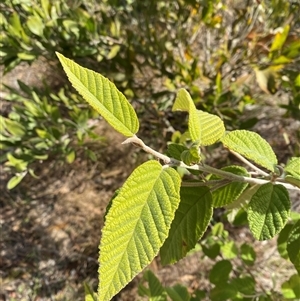 Pomaderris aspera at Paddys River, ACT - 15 Aug 2024