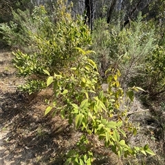 Pomaderris aspera at Paddys River, ACT - 15 Aug 2024 01:56 PM