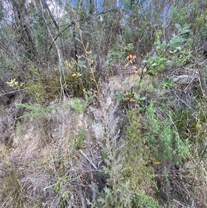 Leptospermum lanigerum at Paddys River, ACT - 15 Aug 2024 02:07 PM