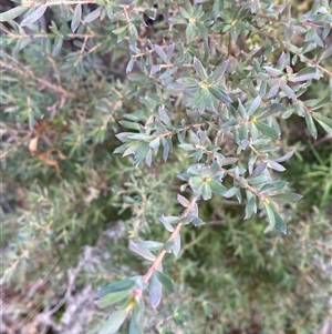 Leptospermum lanigerum at Paddys River, ACT - 15 Aug 2024 02:07 PM