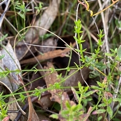 Galium gaudichaudii subsp. gaudichaudii (Rough Bedstraw) at Paddys River, ACT - 15 Aug 2024 by Tapirlord