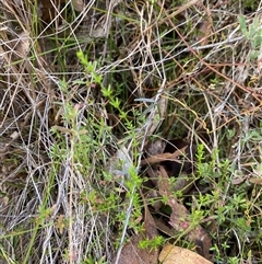 Galium gaudichaudii subsp. gaudichaudii at Paddys River, ACT - 15 Aug 2024