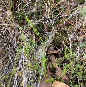 Galium gaudichaudii subsp. gaudichaudii at Paddys River, ACT - 15 Aug 2024