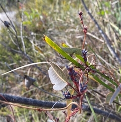 Hardenbergia violacea (False Sarsaparilla) at Paddys River, ACT - 15 Aug 2024 by Tapirlord