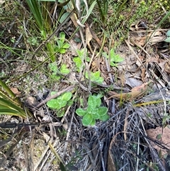 Coronidium scorpioides at Paddys River, ACT - 15 Aug 2024 01:54 PM