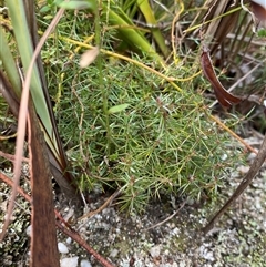 Acrotriche serrulata (Ground-berry) at Paddys River, ACT - 15 Aug 2024 by Tapirlord