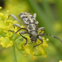 Pempsamacra dispersa (Longhorn beetle) at Charleys Forest, NSW - 30 Nov 2024 by arjay