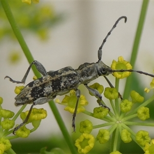 Pempsamacra dispersa at Charleys Forest, NSW - suppressed