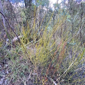 Omphacomeria acerba (Leafless Sour-bush) at Paddys River, ACT by Tapirlord