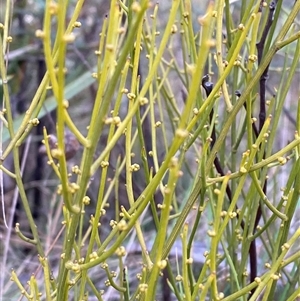 Omphacomeria acerba at Paddys River, ACT - 15 Aug 2024 01:50 PM